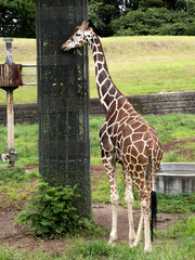 アミメキリン © moonrise