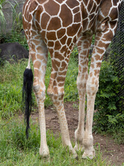 アミメキリン © moonrise