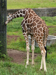 アミメキリン © moonrise