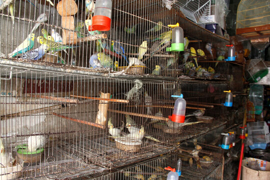salvador, bahia / brazil - april 25, 2013: cage of parakeets in pet store in the city of Salvador.