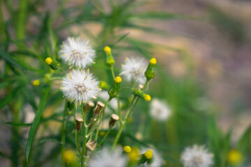 Fluffy dandelions and buds in the meadow