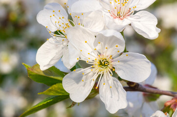 Branches of blossoming apricot macro