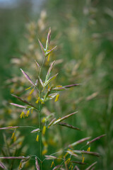 Spikelets of grass on a summer meadow