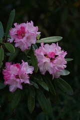 Faint Pink Flowers of Azalea in Full Bloom
