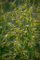 Spikelets of grass on a summer meadow