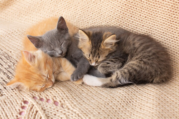 Fototapeta na wymiar Three Cute tabby kittens on knitted blanket.