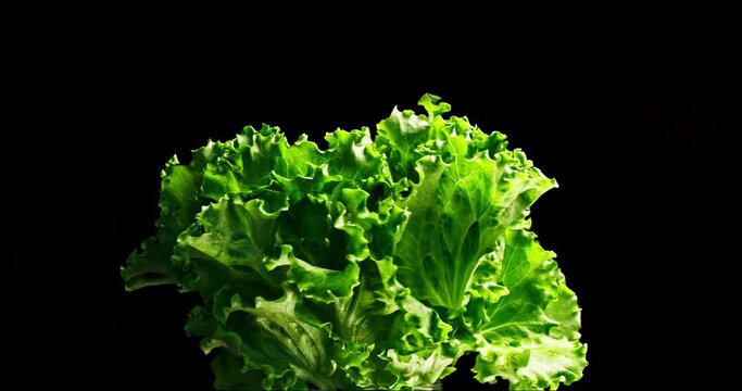 Middle shot with Green Lettuce spinnig around on the bottom side with little leaf motion and water drops so fresh and tasty and black background