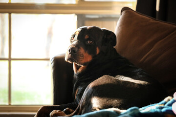 Beautiful female rottweiler dog sitting on couch nestled among brown cushions
