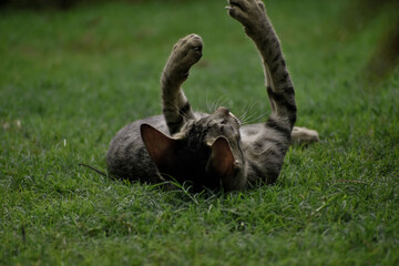 A closeup photograph of a playing Kitten.