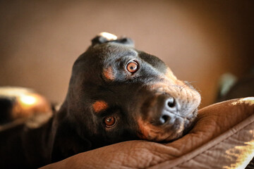Beautiful female rottweiler dog sitting on couch nestled among brown cushions