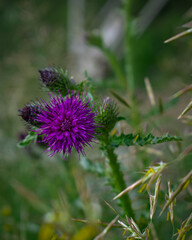 Thistle on a green background of a summer meadow