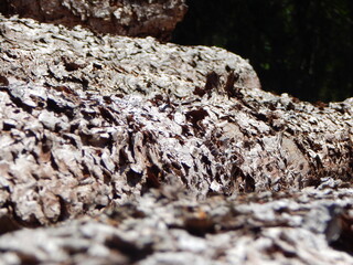 lichen on stone