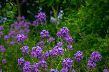 Lilac-lilac flowers in the summer garden