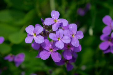Fototapeta na wymiar Lilac-lilac flowers in the summer garden