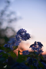 紫陽花