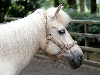 Obraz premium ウマ ドウサンバ