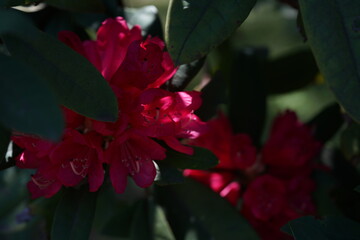 Red Flowers of Azalea in Full Bloom

