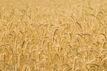 golden wheat field at sunny day. Harvest Time Concept