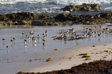 Tropical ecosystem. Wildlife. Colony of Calidris alba seabirds, also known as Sanderlings, in the ocean beach. The sargassum weed, rocks and sea waves are part of the environment.