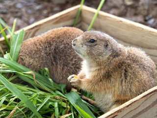 オグロプレーリードッグ　