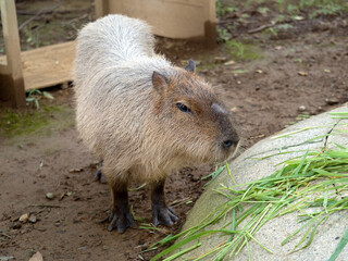 カピバラ