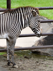 グレビーシマウマ