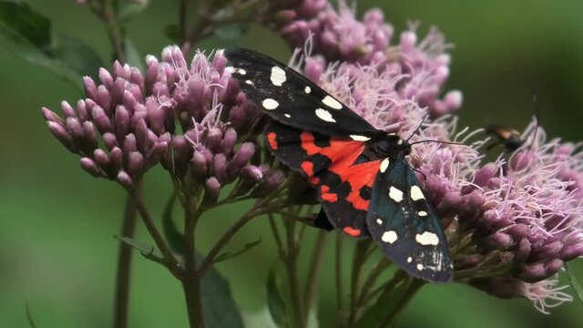Callimorpha dominula,farfalla