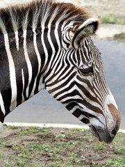 Naklejka premium グレビーシマウマ