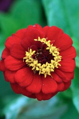 red zinnia close up shot
