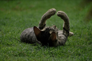 A closeup photograph of a playing Kitten.