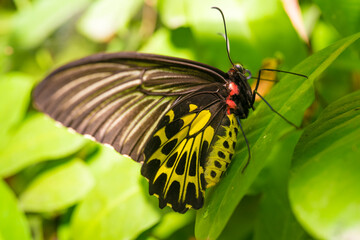 Golden Birdwing butterfly on green leaves.