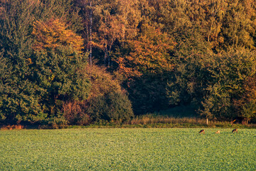 Countryside of Germany. Photographed in 2011.