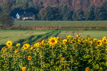 Sunflowers in field on countryside of Germany. Photographed in 2011.