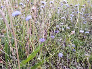 spring crocus flowers