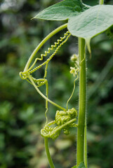 formas naturales