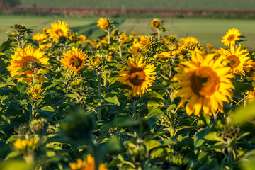 Sunflowers in field on countryside of Germany. Photographed in 2011.