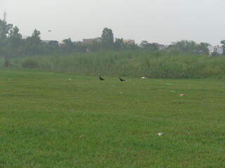 flock of sheep on a meadow