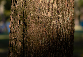 Fototapeta premium Tree trunk on a close up
