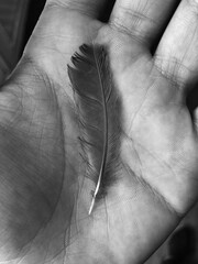 Obraz premium a feather in a hand of a person