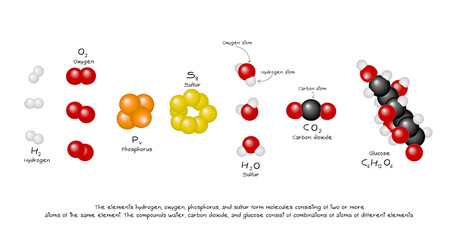 the elements hydrogen, oxygen, phosphorus, and sulfur - 366864484