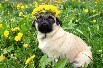 beautiful pug dog with a wreaths of yellow flowers dandelions on his head on a meadow