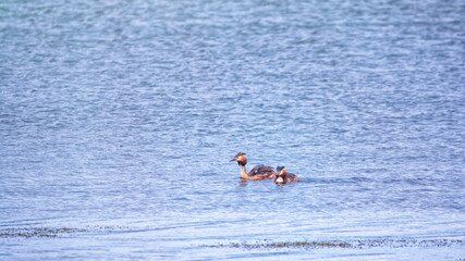 Two waterfowl birds Great Crested Grebes swim in the lake