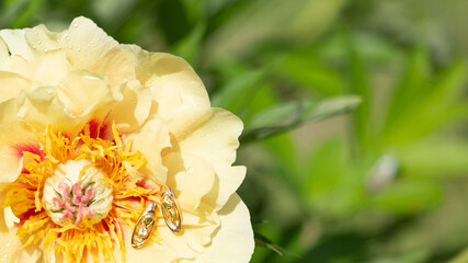 Jewelry on natural backgrounds as a concept