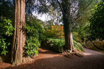 Forest around Blarney Castle in Cork, Ireland. Photographed in 2011.