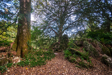 Forest around Blarney Castle in Cork, Ireland. Photographed in 2011.