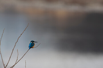 Kingfisher_02