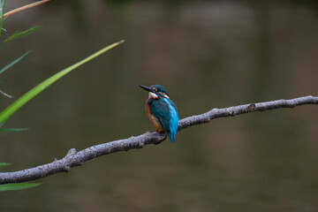 Kingfisher_01