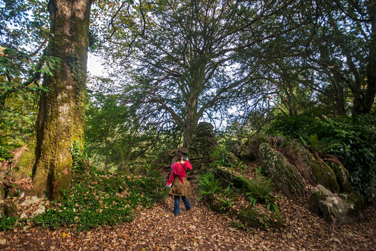 Forest around Blarney Castle in Cork, Ireland. Photographed in 2011.