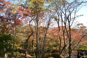 紅葉の京都