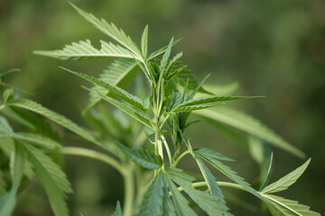 Cannabis plant growing in july with nice healthy green leaves 